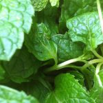 Mint is an alternative to sugar