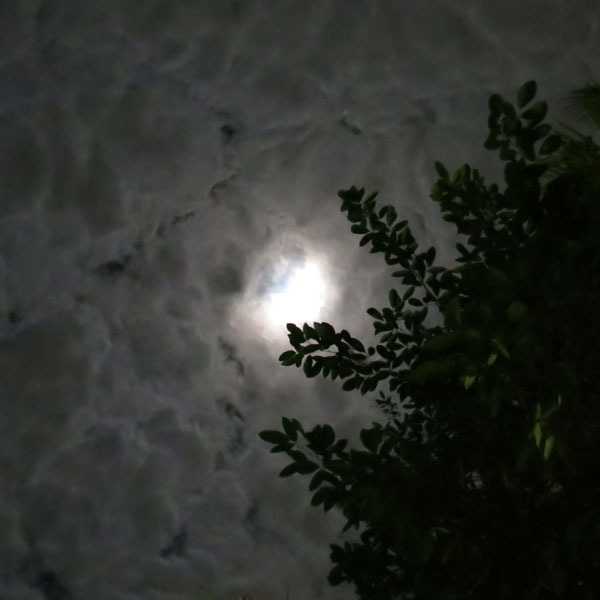 Moonlit Bubbles, Spooky Mangroves and Sleeping Iguanas