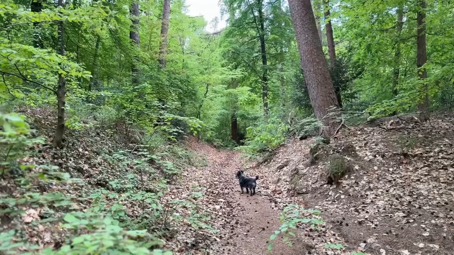 Forest path symbolizing decision-making journey