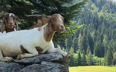 2019 is going to be different. AKA: the mountain goat.