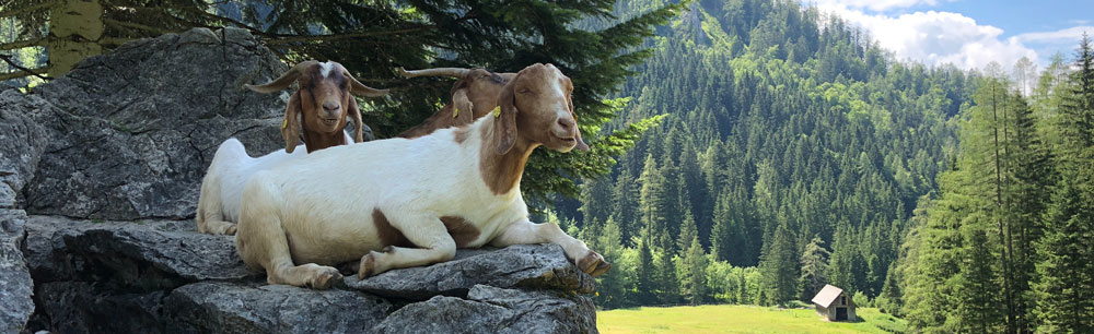 2019 is going to be different. AKA: the mountain goat.