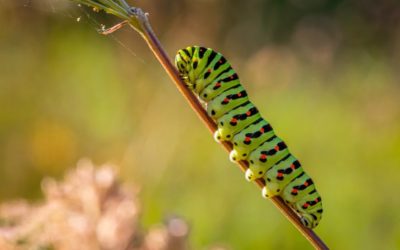 All of those Caterpillar Legs Holding On