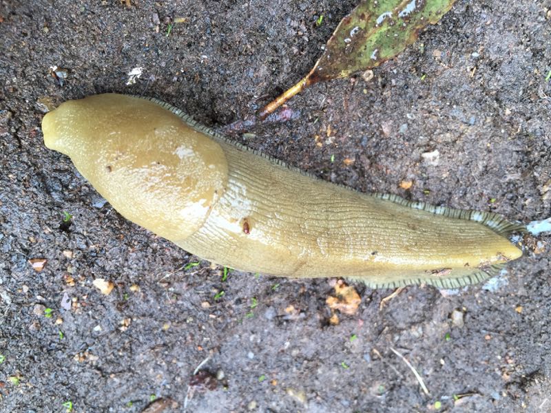 Does it give you luck to kiss a slug?