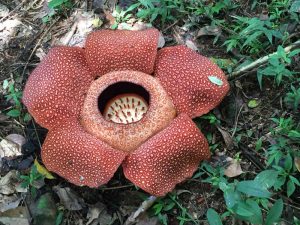 The Rafflesia is in bloom. Big news in the village we were in. [Borneo, Malaysia]