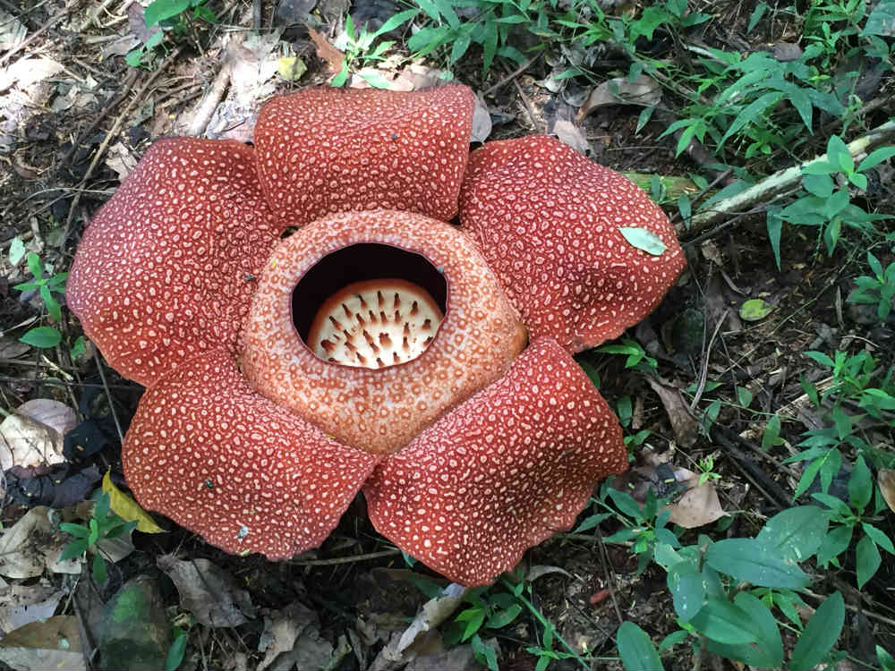 News Flash: The Rafflesia is in Bloom!